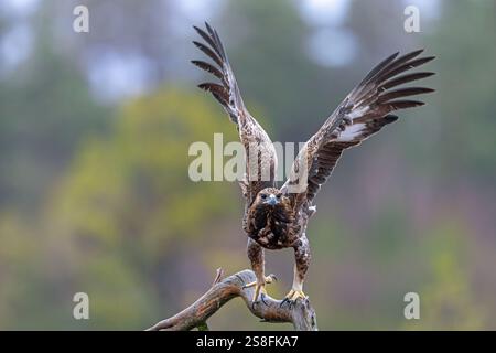 Aquila reale europea (Aquila chrysaetos chrysaetos) immatura decollo dal ramo in brughiera / brughiera in inverno Foto Stock