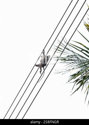 La piccola scimmia di marmoset brasiliana è stata fulminata sui cavi ad alta tensione quando ha cercato di passare da un habitat all'altro. La foto viene scattata Foto Stock