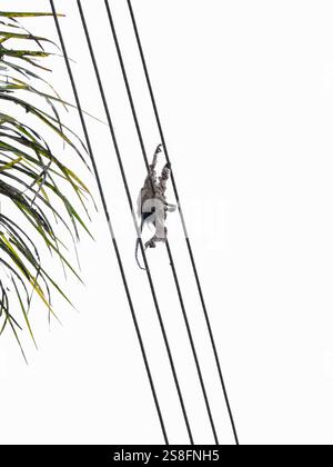 La piccola scimmia di marmoset brasiliana è stata fulminata sui cavi ad alta tensione quando ha cercato di passare da un habitat all'altro. La foto viene scattata Foto Stock