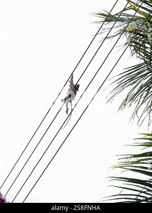 La piccola scimmia di marmoset brasiliana è stata fulminata sui cavi ad alta tensione quando ha cercato di passare da un habitat all'altro. La foto viene scattata Foto Stock
