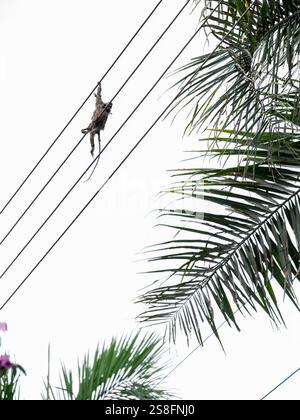 La piccola scimmia di marmoset brasiliana è stata fulminata sui cavi ad alta tensione quando ha cercato di passare da un habitat all'altro. La foto viene scattata Foto Stock