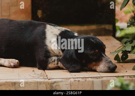 cane wiener bianco e nero che dorme Foto Stock