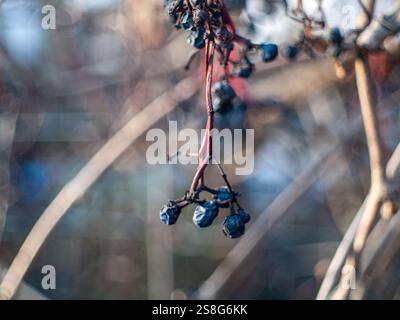 Un mucchio di bacche su un ramo. Le bacche sono blu e pendono dal ramo. Il ramo è marrone e ha qualche foglia Foto Stock