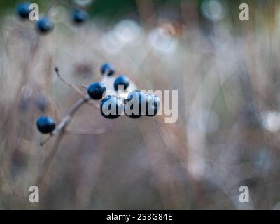 Un mucchio di bacche azzurre su un ramo. Le bacche sono piccole e rotonde. Il ramo è marrone e le bacche sono appese ad esso Foto Stock
