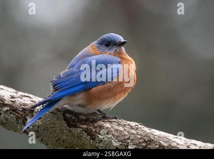 Primo piano di un uccello rosso orientale isolato su un ramo d'albero Foto Stock