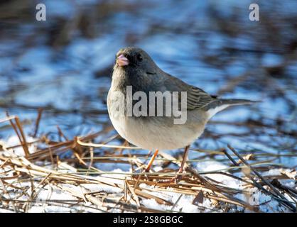 Primo piano di uno junco maschio dagli occhi scuri che si nutre di un paesaggio innevato. Foto Stock