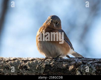 Primo piano di una femmina di uccello rosso orientale isolato su un ramo d'albero in un sole brillante Foto Stock