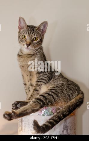 Teddybear, un gattino tabby di otto mesi, è raffigurato il 3 gennaio 2025 a Coden, Alabama. Foto Stock