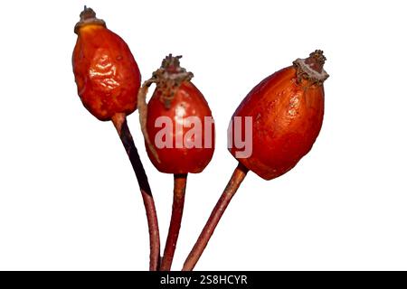 Tre rosehip rossi sono su uno stelo. Le bacche sono piccole e rotonde. Lo stelo è sottile e marrone Foto Stock
