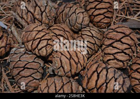 Cono di pino sequoia gigante sul terreno della foresta Foto Stock