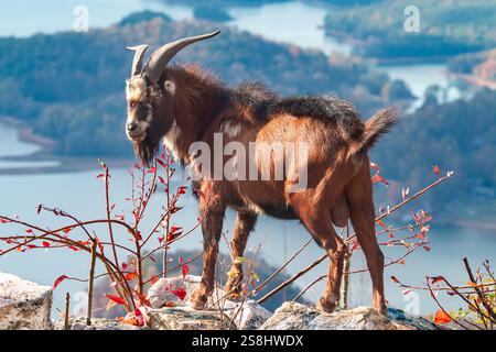 Ritratto di una capra billy in piedi su un precipizio roccioso sulla cima di una montagna della Georgia settentrionale, nella catena montuosa degli Appalachi. Foto Stock