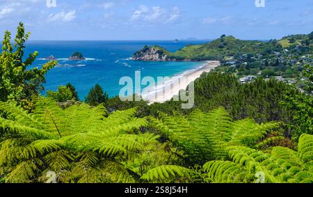 Mercury Bay, Hahei Beach Landscape view, Summer, Coromandel Peninsula, Waikato, New Zealand North Island, NZ Foto Stock
