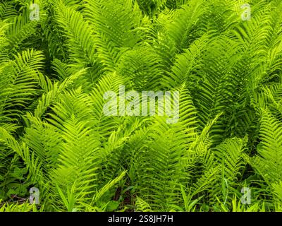 Primo piano di foglie di felce Foto Stock