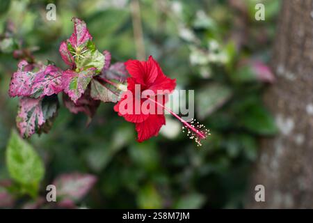 Primo piano di un fiore di ibisco rosso (bunga raya), il fiore nazionale della Malesia Foto Stock