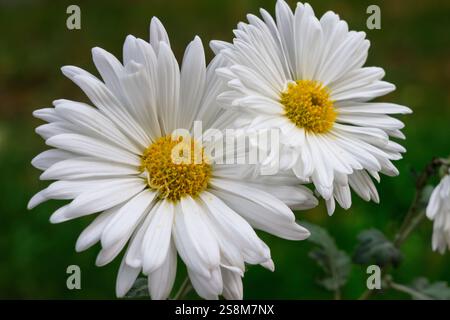 Due margherite bianche con centri gialli luminosi si stagliano su uno sfondo verde. Mostrano i loro delicati petali, crogiolandosi nel calore della primavera Foto Stock