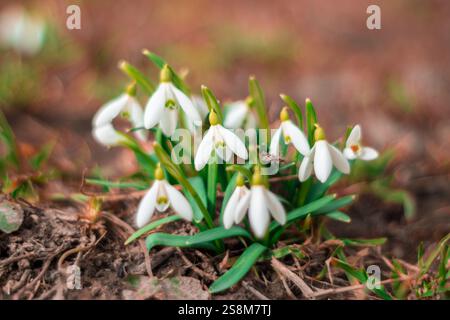 Dalla terra emergono gruppi di delicati fiori bianchi di gocce di neve, circondati da foglie verdi e terreni terrosi, che segnalano l'arrivo della primavera in un se Foto Stock