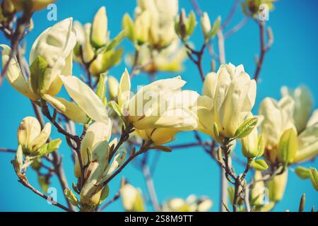 Fiori di magnolia bianchi in fiore contro il cielo blu. Primavera. Sfondo floreale vintage naturale Foto Stock