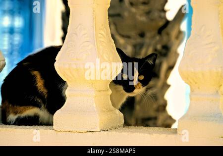 Gatto che guarda attraverso un recinto, Djerba, Tunisia Foto Stock