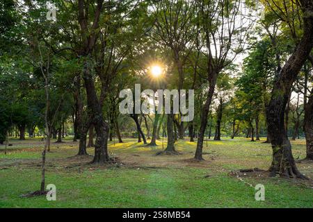 La luce del sole filtra tra tra gli alberi in un parco tranquillo Foto Stock