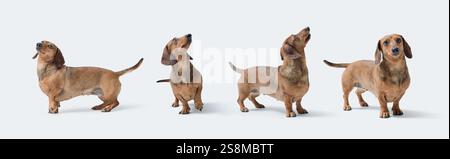 Set di ritratti di cani Dachshund in varie pose, isolati su sfondo bianco Foto Stock