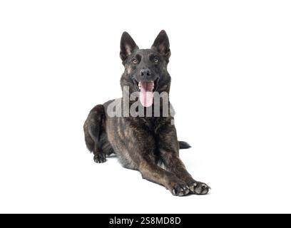 Bel cane sdraiato e riposante, razza di cane Sheperd olandese Foto Stock