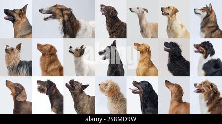 Set di viste profilo ritratti di cani: Diverse razze, colori e dimensioni Foto Stock