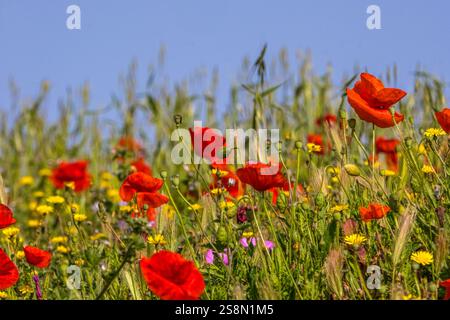 Mohnblumen und Wiese mit Meer, Tharros, Europa, Provinz Oristano, Italien Foto Stock