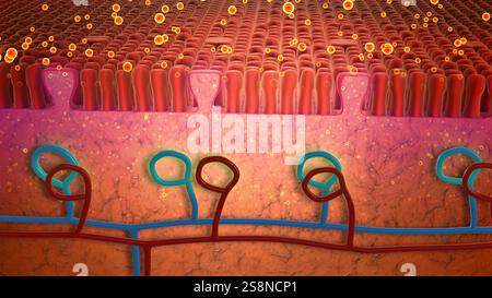 Adsorbimento molecolare sui recettori della lingua Foto Stock