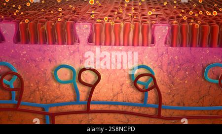 Adsorbimento molecolare sui recettori della lingua Foto Stock