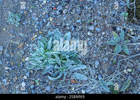 Chiudere il ghiaccio su un gruppo di foglie di stachys byzantina (o ortica di agnello o ortica di legno) a livello del suolo. Foto Stock