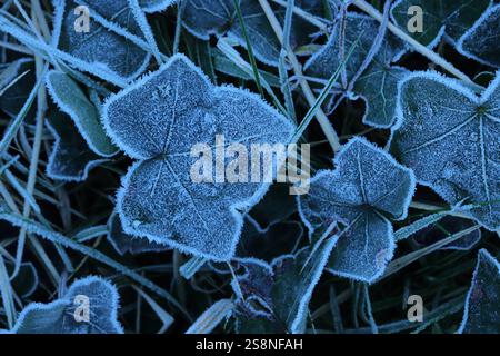 Primo piano di una singola foglia di edera comune gelata. Hedera Helix, foglia verde invernale ricoperta di cristalli di ghiaccio. Foto Stock