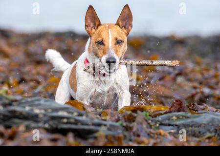 Cane (Jack Russel terrier) che gioca con il bastone sulla spiaggia coperta di alghe Foto Stock
