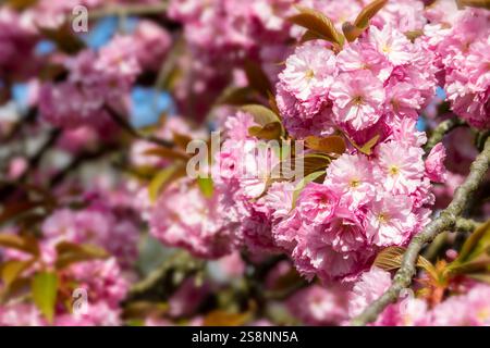 Primo piano in fiore di ciliegio rosa, fiore di ciliegio in primavera, stagione dell'hanami in Giappone Foto Stock