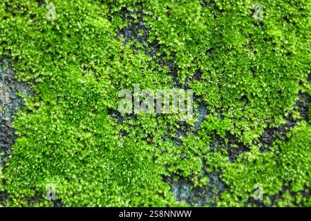 Primo piano della superficie muschiata in natura. Foto Stock