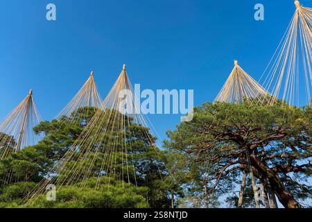 Corde Yukitsuri per proteggere gli alberi dalla neve (Kanazawa/Giappone) Foto Stock