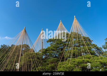 Corde Yukitsuri per proteggere gli alberi dalla neve (Kanazawa/Giappone) Foto Stock