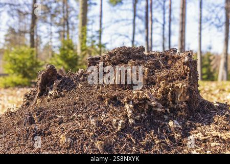 Ceppo d'albero con formiche in un giorno di sole primaverile in una foresta Foto Stock
