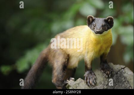 Una martora si trova su un tronco di albero nella foresta. La sua pelliccia è marrone e giallo, martora colorata, Charsas (Martes flavigula), prigioniera Foto Stock