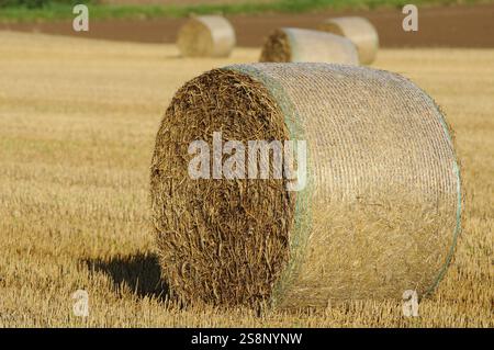 Balla di paglia grande su un campo pronto per la raccolta, alto Palatinato Foto Stock