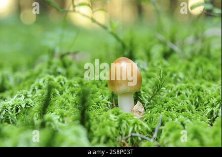 Un singolo fungo che cresce su un tappeto verde di muschio nella foresta, circondato dalla tranquillità naturale, Fuchsiger Streifling (Amanita fulva), Baviera Foto Stock