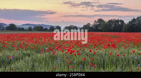 Campo di papaveri di mais, sullo sfondo il Lindenberg al tramonto, Merenschwand, Freiamt, Canton Argovia, Svizzera, Europa Foto Stock