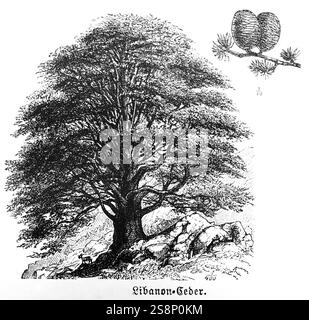 Cedro del Libano (Cedrus libani) con coni di fiori, conifere (Coniferales), albero sempreverde, età fino a 1000 anni, terreno sassoso, viaggi in Asia, vicino Foto Stock