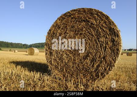 Balla di paglia grande su un campo pronto per la raccolta in un cielo limpido, alto Palatinato Foto Stock