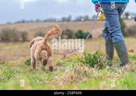 Vista posteriore ribassata della donna nei pozzi, cockapoo/cane cockerpoo eccitato a camminare (coda nell'aria!) Sotto la pioggia sulle praterie della campagna britannica. Foto Stock