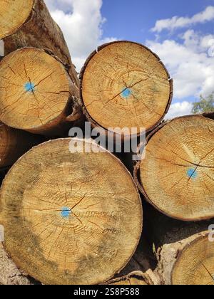 Un'immagine di un lotto di legno con punti blu Foto Stock