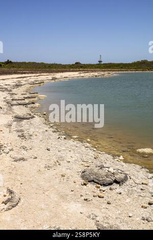 Un'immagine di Stromatolites Lake Thetis Western Australia Foto Stock