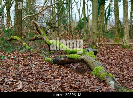 Ramo caduto nel bosco coperto di muschio Foto Stock