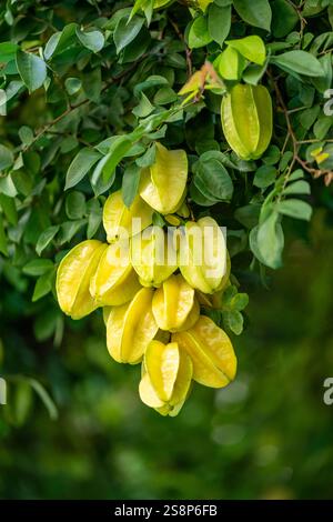 Primo piano del grappolo di Starfruit maturo sul ramo dell'albero Foto Stock