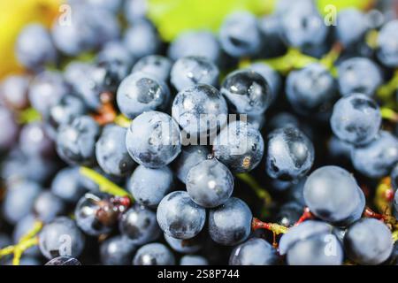 Primo piano di un mazzo fresco di uve nere vibranti in un ambiente naturale Foto Stock