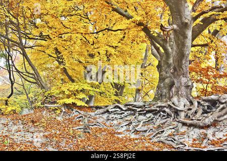Un'immagine di una splendida foresta autunnale gialla Foto Stock